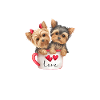 Teetassen-Yorkie-Welpen