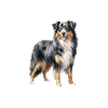 Aussie Schlafshirt Stehend