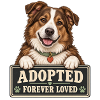 Braunweißer Hund Adoption – Forever Loved