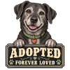 Hundesenior Adoption – Forever Loved