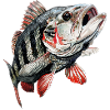 Barsch Flüsterer