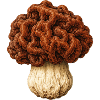 Gyromitra Gehirnpilz-Mütze