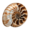 Unmöglicher Nautilus