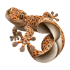 Inside Out Gecko