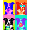 Hunde Border Collie Hund