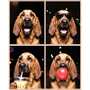 Hunde Bluthund Hund