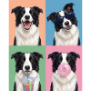 Hunde Border Collie Hund
