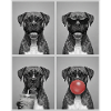 Hunde Boxer Hund