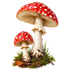 Fliegenpilz