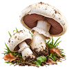 Champignon