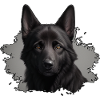 schwarzer schäferhund