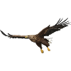 Seeadler Haliaeetus Albicilla Adler