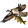 Fischadler Pandion haliaetus Adler