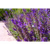 Vibrant Purple Salvia Flowers