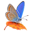 Schmetterling Hauhechel Blaeuling