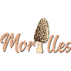 Morcheln