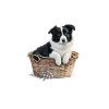 Border Collie Wicker-Korb