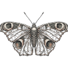 Gotischer Skelett-Schmetterling