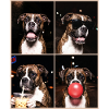 Hunde Boxer Hund