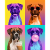 Hunde Boxer Hund