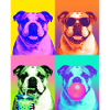 Hunde Bulldog Hund
