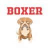 Boxer Hund
