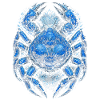 Alaska Königskrabben