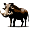 Warzenschwein