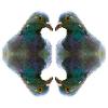 Dove Portrait Art