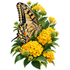Schmetterlinge und gelbe Blüten