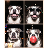 Hunde Bulldog Hund