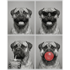 Hunde Bullmastiff Hund