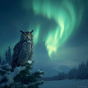 Aurora-Eule über Schneekiefern