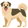  Anatolischer Hütehund