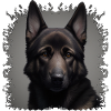 Dunkler Schäferhund 