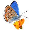 Schmetterling Geissklee bläuling