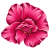 oleander blüte