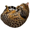 schlafende getigerte katze