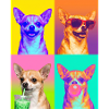 Hunde Chihuahua Hund