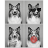 Hunde Collie Hund