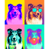 Hunde Collie Hund