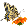 Schmetterling Schwalbenschwanz