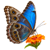 Schmetterling Blauer Morpho