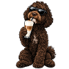 Barbet mit Latte Macchiato