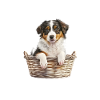 Aussie Welpe Korb Pyjama
