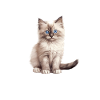 Flauschiges Ragdoll-Kätzchen