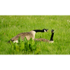 Gans