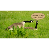 Gans - Wo ist mein Protein