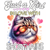 Exotische Kurzhaarkatze Mädchen