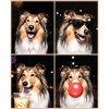 Hunde Collie Hund